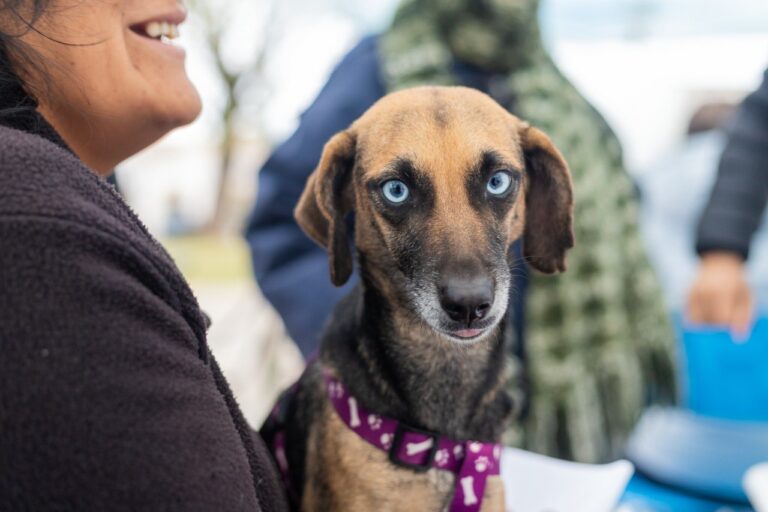 Castracion-Itinerante-en-Gerli-2