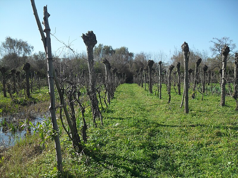Viñedos_de_Villa_Domínico